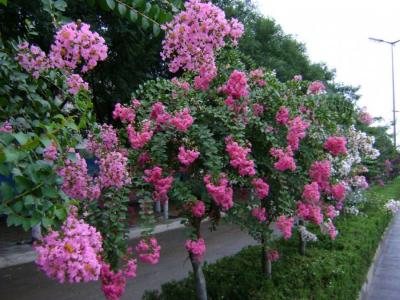 紫薇的由來(lái)是什么，關(guān)于紫薇的傳說(shuō)是什么 ？
