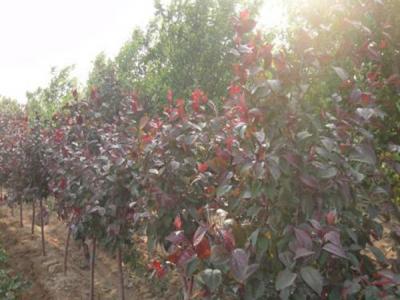 四公分紅寶石海棠小苗的具體價格是多少 ？