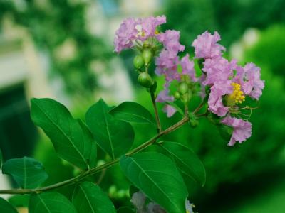 紫薇的觀賞價(jià)值如何體現(xiàn)，應(yīng)該如何搭配種植 ？