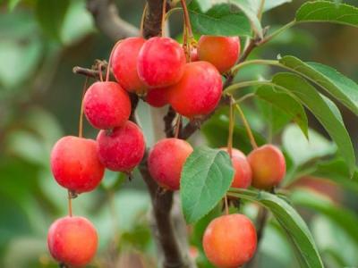冬紅果海棠適合在南方種植還是北方種植 ？