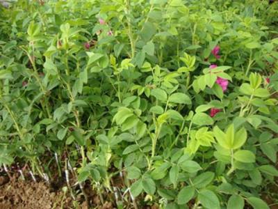 四季玫瑰一年開(kāi)花幾次