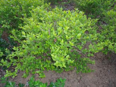 金葉女貞的園林用途都有哪些？