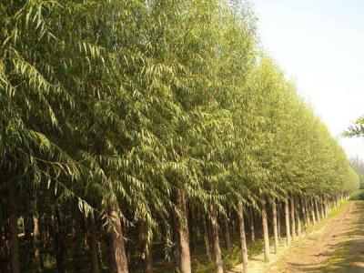 旱柳價(jià)格多少錢