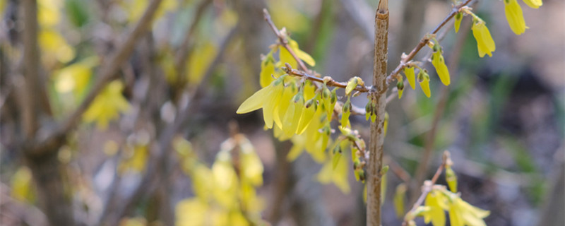 連翹怎么種，種子怎么才能發(fā)芽