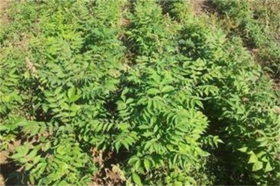 皂角種子怎么種，浸種催芽后進(jìn)行播種