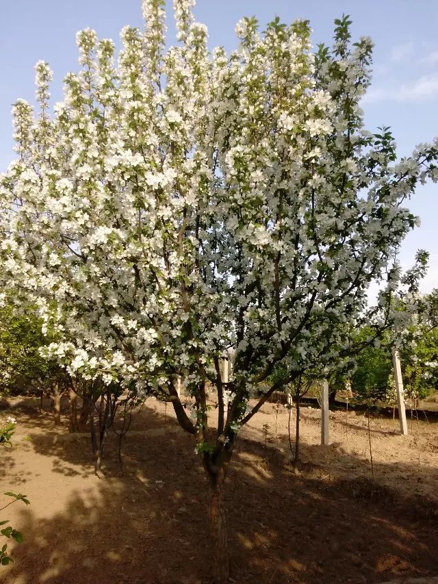 八棱海棠花期多久，幾月份開花