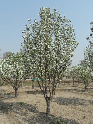 八棱海棠花期多久，幾月份開花
