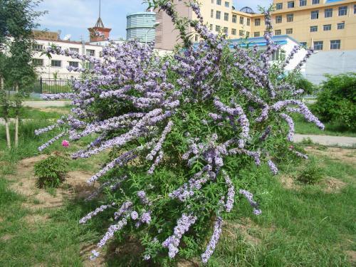 醉魚(yú)草花期是幾月，花期有多長(zhǎng)