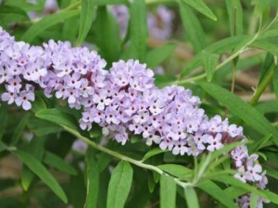 醉魚草花期是幾月，花期有多長(zhǎng)