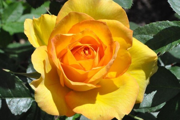 萊茵黃金 萊茵黃金