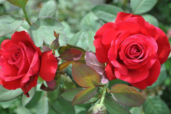 卡托爾紙牌 卡托爾紙牌