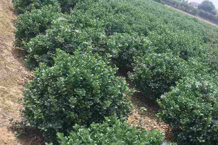 無(wú)刺構(gòu)骨球 無(wú)刺構(gòu)骨球