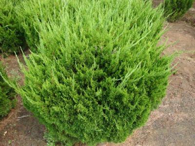 小龍柏苗最新價(jià)格(2022年新版)