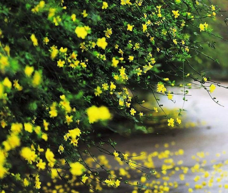 迎春花和連翹花有什么區(qū)別？