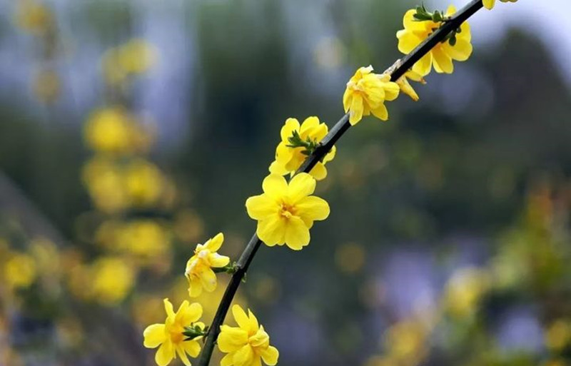 迎春花和連翹花有什么區(qū)別？