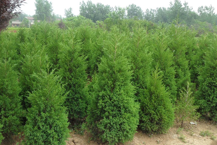 墓地旁邊種塔柏一般栽多少棵 墓地旁邊種塔柏一般栽多少棵