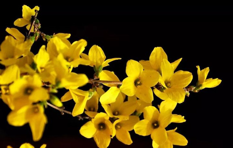 迎春花和連翹花有什么區(qū)別？