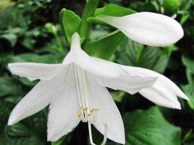 玉簪花可以放室內養(yǎng)嗎