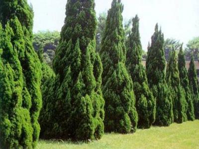 龍柏和小龍柏一樣嗎，有什么區(qū)別