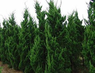 龍柏和蜀檜的區(qū)別(區(qū)分方法)