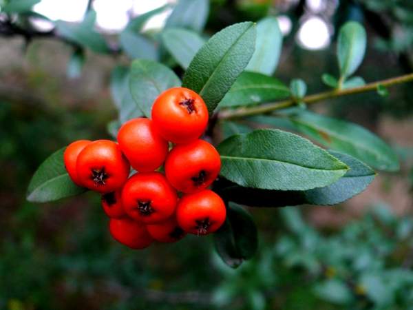 細(xì)圓齒火棘 細(xì)圓齒火棘