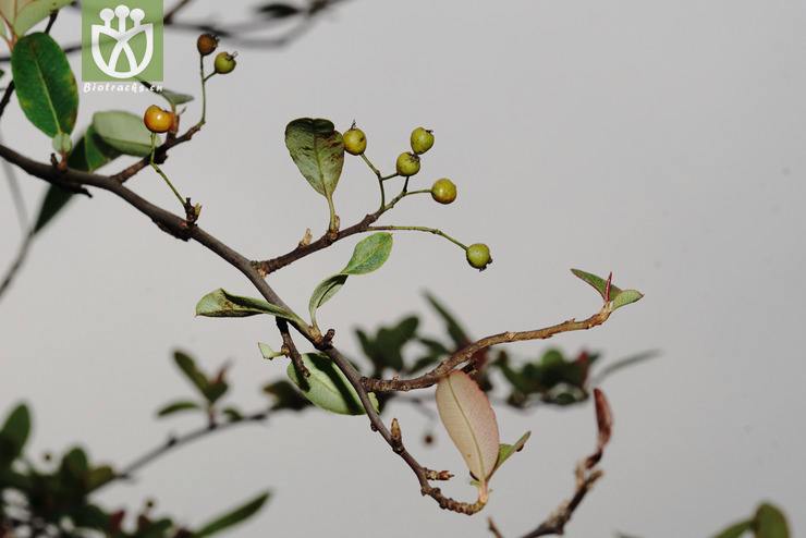 1661156414823712.jpeg 全緣火棘.jpeg