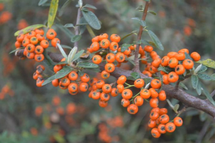 1661156442113540.jpeg 窄葉火棘.jpeg