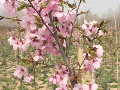 櫻花樹苗多少年才能長成大樹？