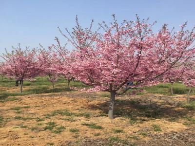 櫻花樹苗幾年才能開花？花期在什么時候？