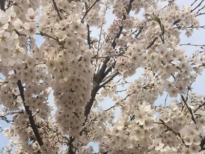 日本櫻花樹什么時候開花？花期多久？