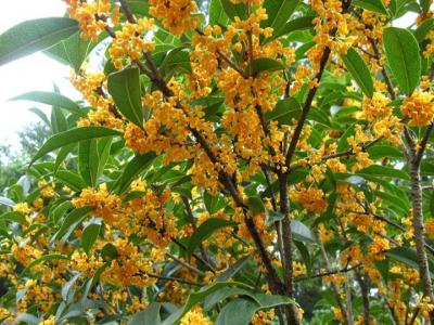 桂花樹苗批發(fā)售價多少？種植性價比如何？