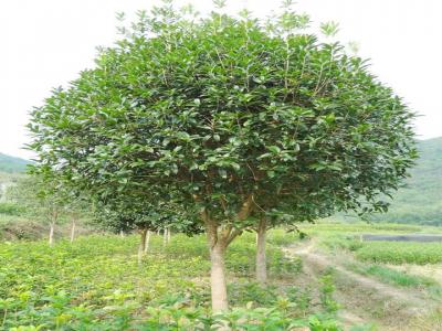 桂花樹用什么肥料最好？