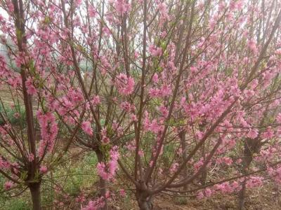 青葉碧桃開什么花？什么時候開花？
