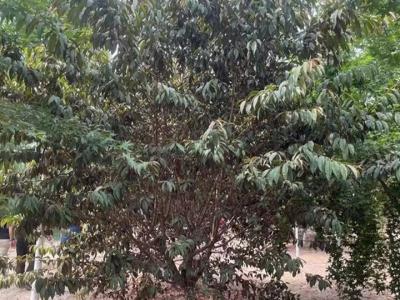青葉碧桃花果期在什么時(shí)候？