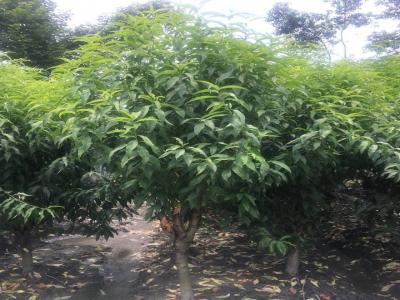 青葉碧桃和桃樹的區(qū)別在哪里？