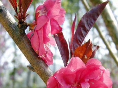 紫葉碧桃和紅葉碧桃的區(qū)別在哪里？
