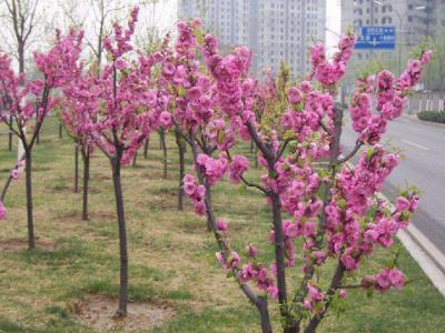 青葉碧桃和紅葉碧桃的區(qū)別在哪里？
