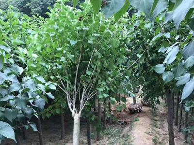 丁香樹有幾個(gè)品種，丁香樹哪個(gè)品種好
