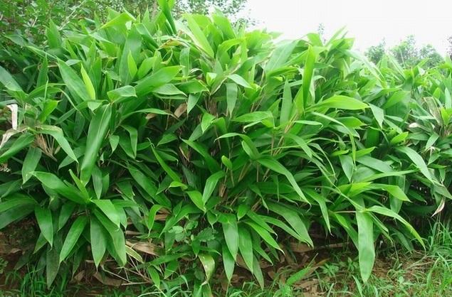 1670931403174395.jpeg 133653eda224378af45607d3aa0ae5cc.jpeg