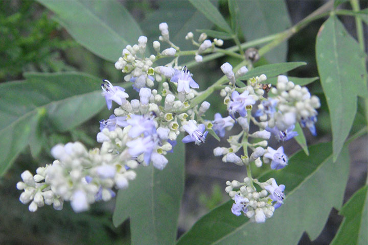 1686357223444853.jpg 荊條1.jpg