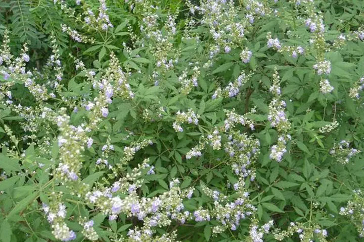 1686357241358703.jpg 荊條2.jpg