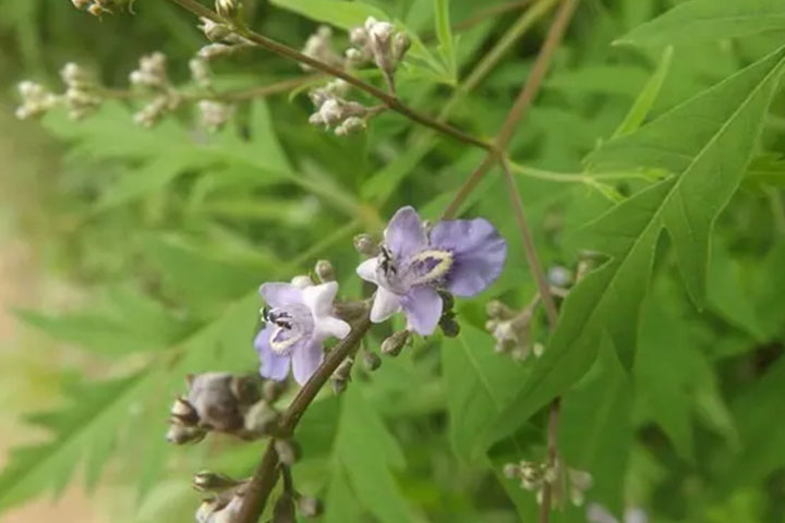 1686357322772785.jpg 荊條6.jpg