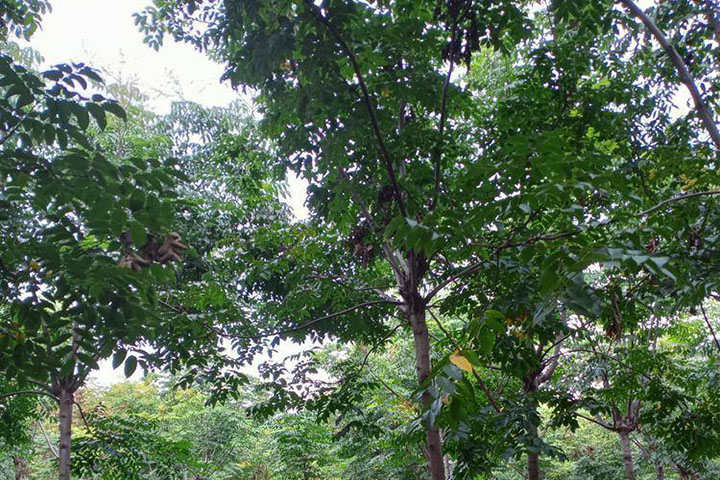 1686450145920643.jpg 6.jpg