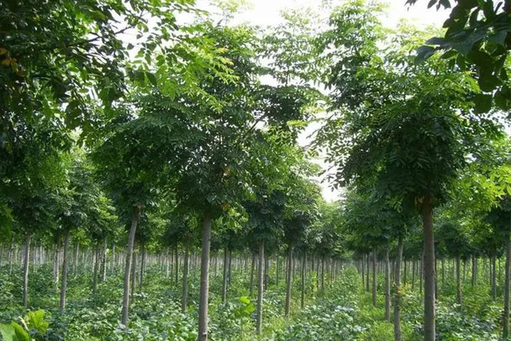 1686450155627360.jpg 7.jpg