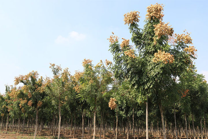 1686450227272791.jpg 1.jpg