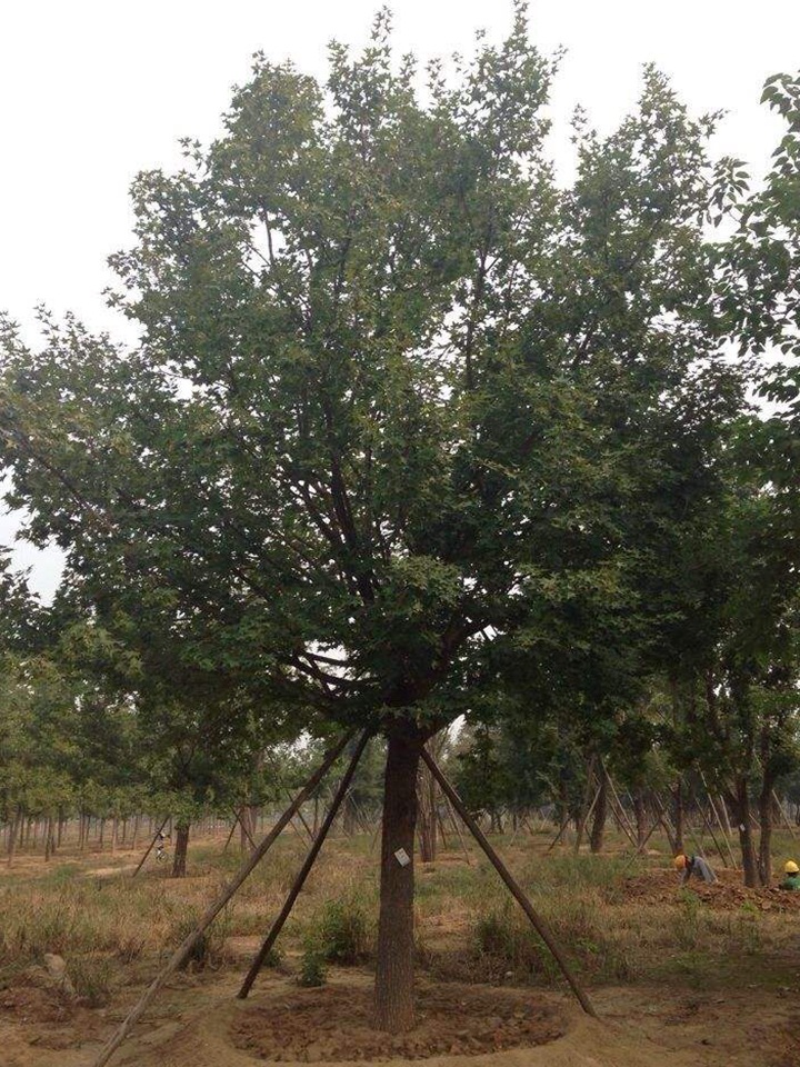 1686454947364619.jpg 638f16571ada7e5a5940293624083f8f_1646897592562832.jpg