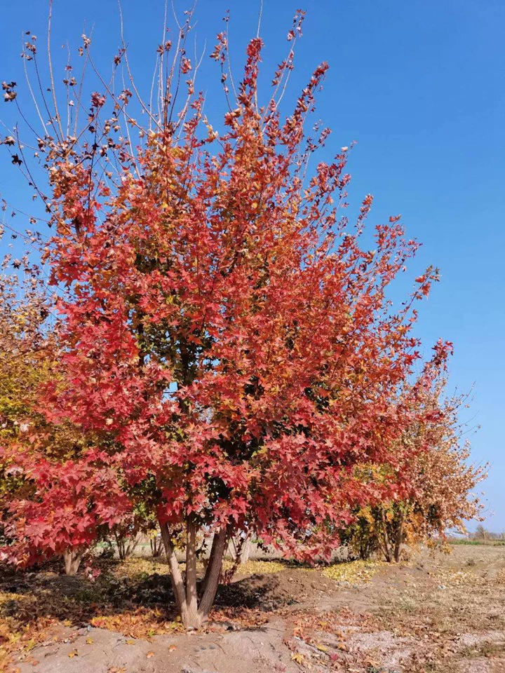 1686454963313516.jpg a40b0a63c4c3bec87a2fbc4be805d71e_1646897593462004.jpg