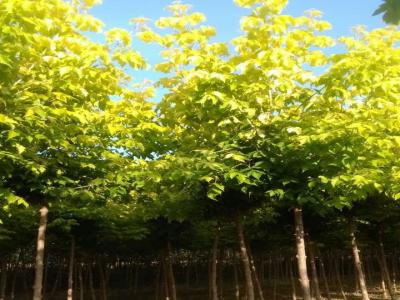 綠葉復(fù)葉槭是糖槭嗎