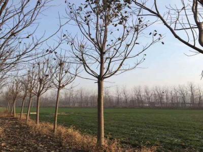 楸樹(shù)水分管理要點(diǎn)_苗木價(jià)格行情免費(fèi)報(bào)價(jià)