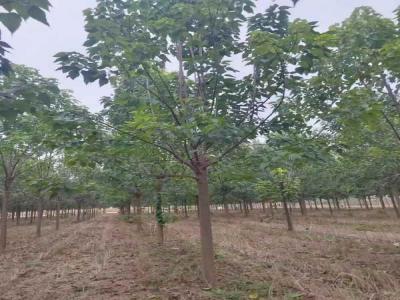 楸樹(shù)抗逆境養(yǎng)護(hù)策略_苗木價(jià)格行情免費(fèi)報(bào)價(jià)